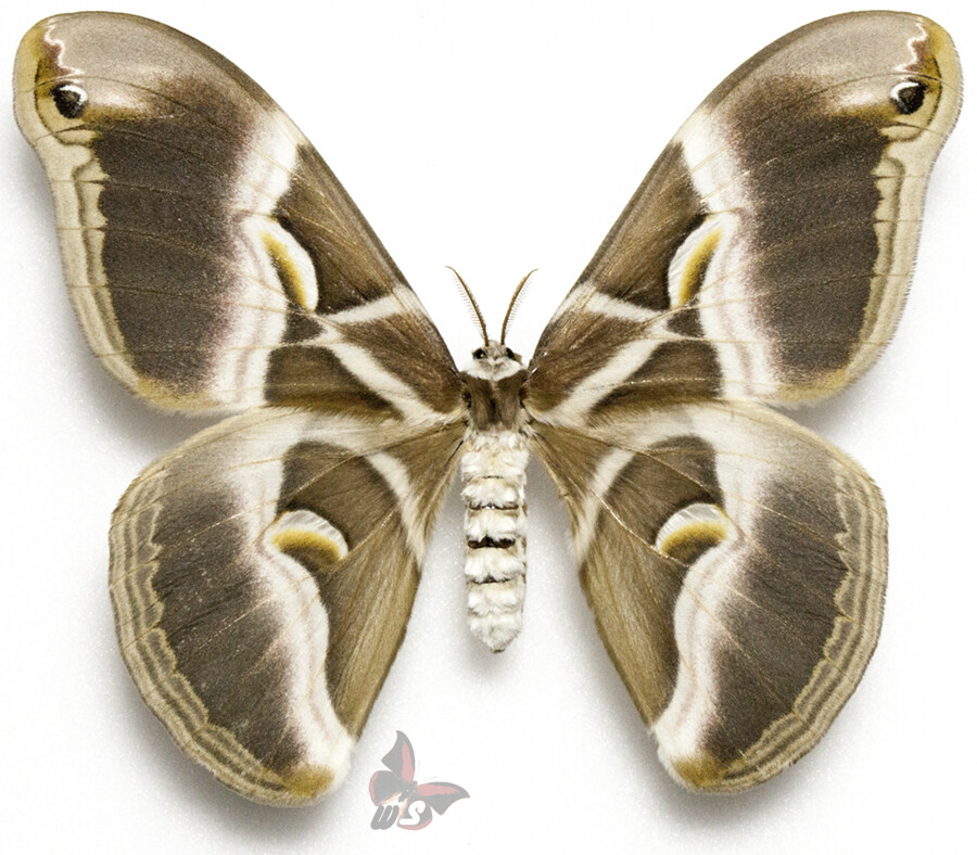Samia ricini-FEMALE, UNMOUNTED moth