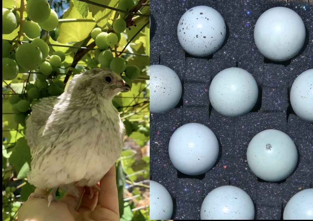 12+ Celadon Blue Coturnix Quail Hatching Eggs - 100% True Blue