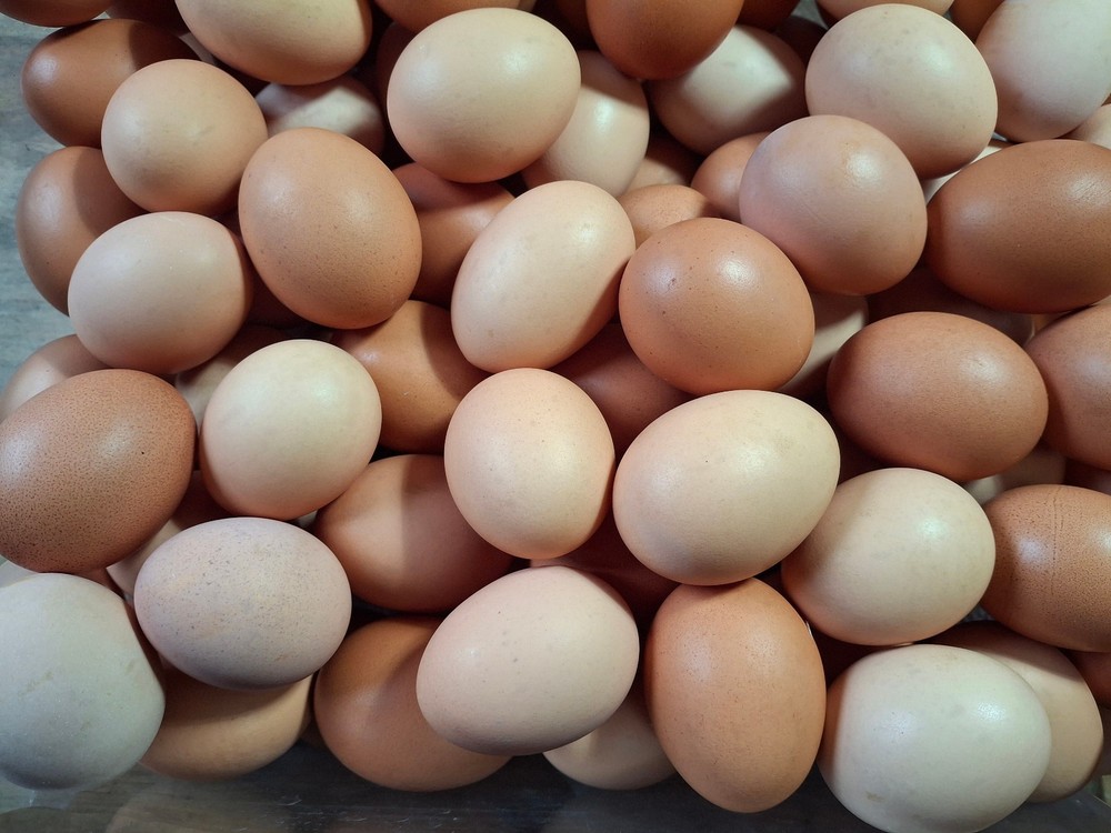 12+ Pure breed Rhode Island Hatching Eggs free ship