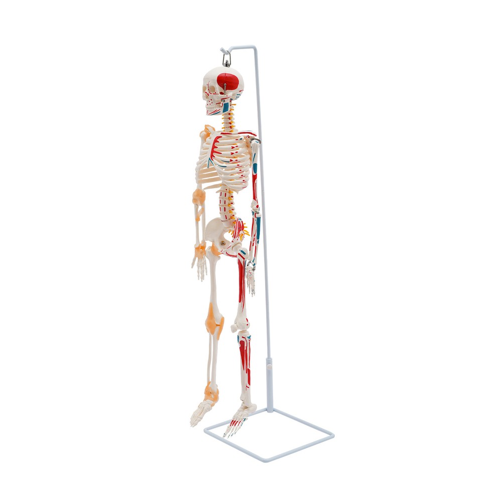 NEW 34" Modern Hanging Style Human Skeleton Model Includes Joint Ligaments White