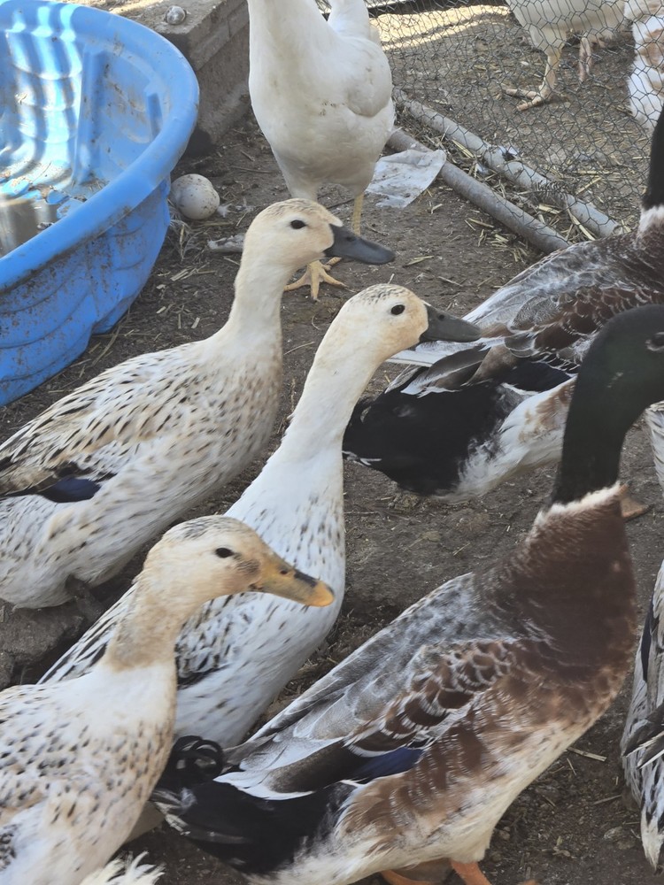 8 Welsh Harlequin Duck fertile hatching eggs