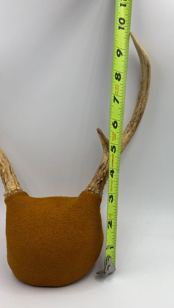 Mounted White-Tail Deer Antlers