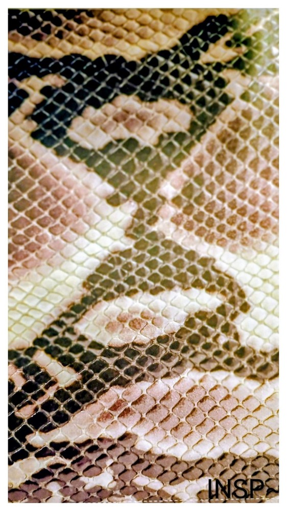 Snakeskin Python Print Leather Hide Brown Beige Black