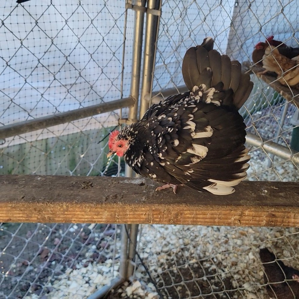 24+ Serama Bantam Hatching Eggs 4-H