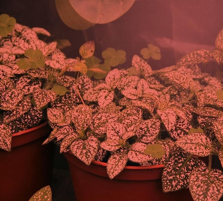 NEW! Miracle LED 6FT Single Socket Red Indoor Grow String Light Bulb Combo Set