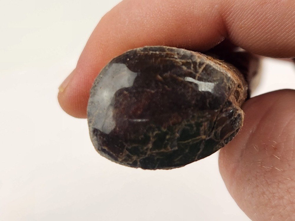 Polished Dinosaur Bone (Rib?) Fossil - Morrison Fm.