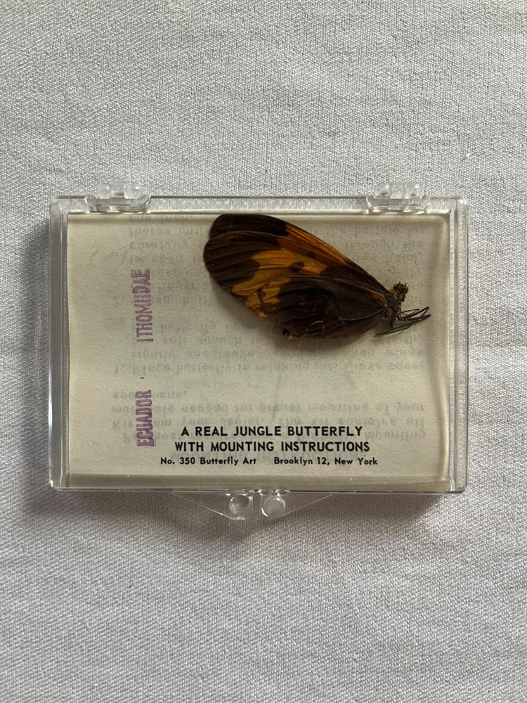 Vintage Ecuador Ithomiidae Butterfly w/ Mounting Instructions Rain Forest