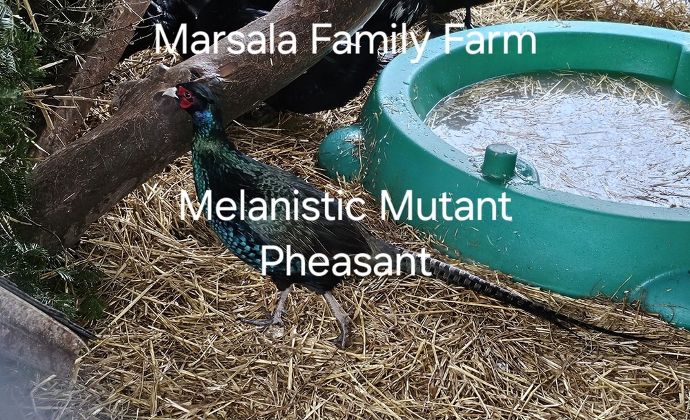 12 Melanistic Mutant Pheasant Hatching Egg Please read full description