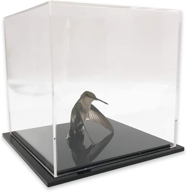 Acrylic Display Cube (5” x 5” x 5”) – Collectables display, Cupcakes,...