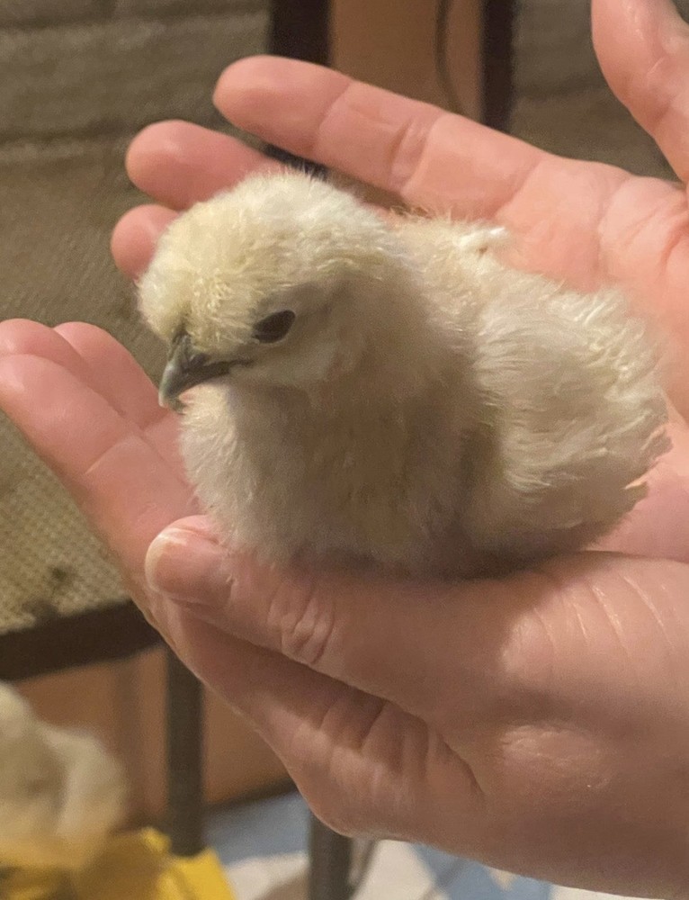 Silkie Chicken Hatching Eggs, Fertile Eggs & Chicks – Assorted Colors
