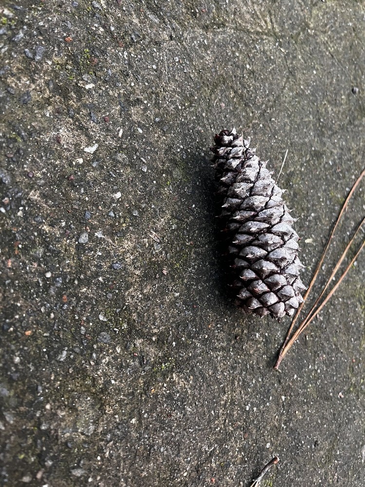 literally just a pinecone