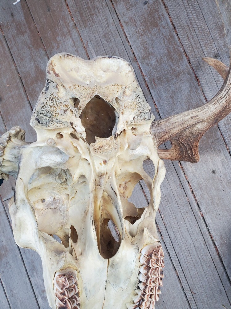 Shiras Moose European Mount