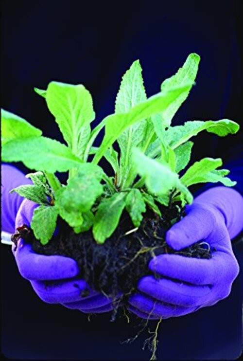 Foxgloves Original Gardening Gloves Small Moss