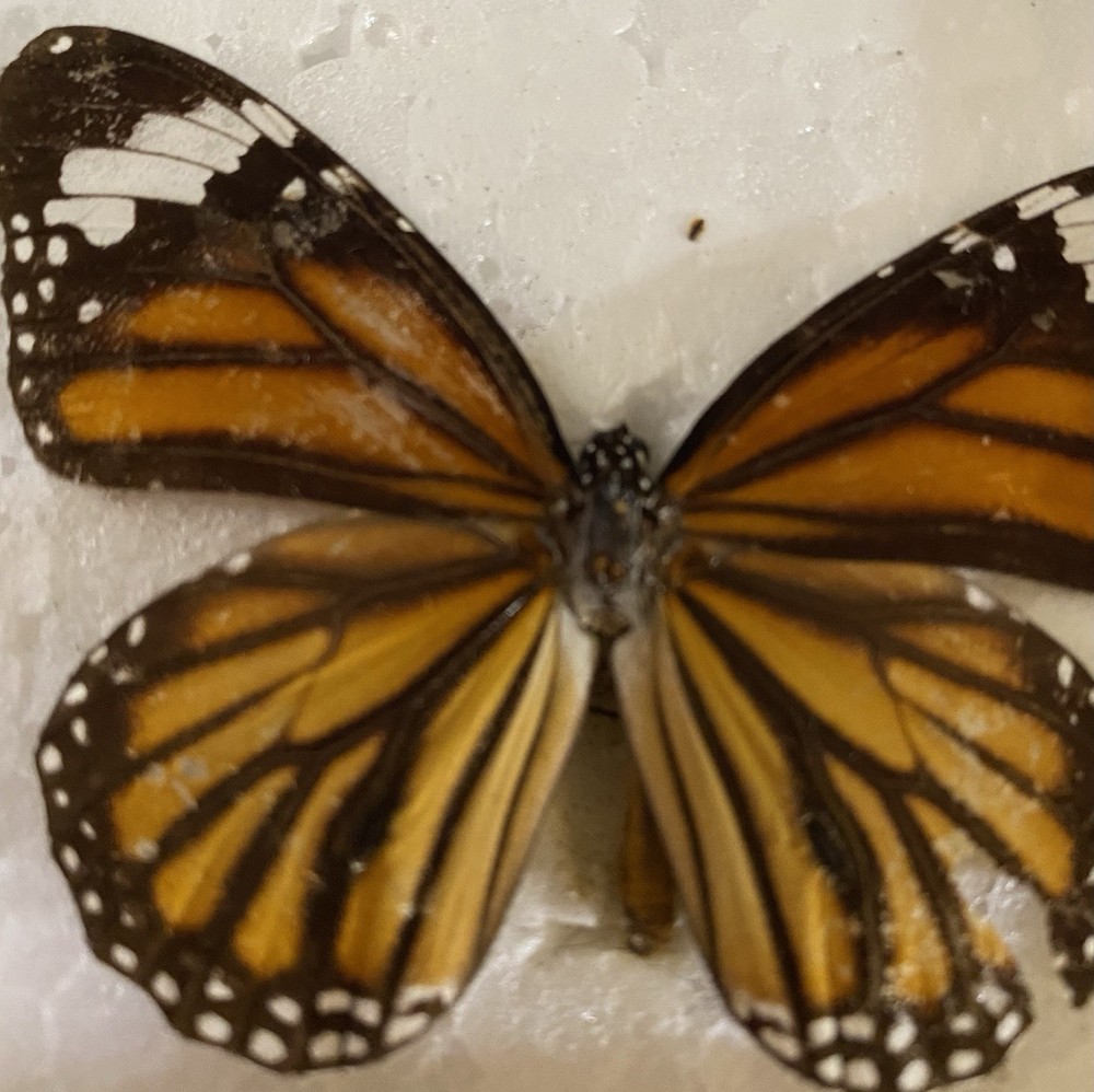 Preserved butterfly specimens in resin frames
