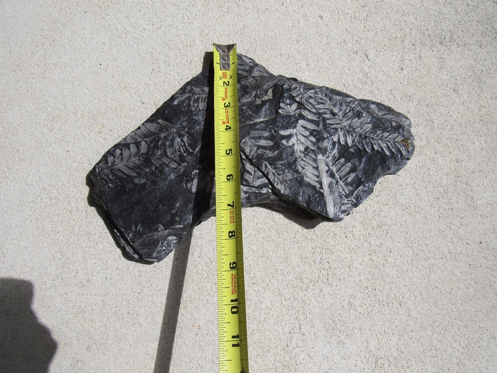 Museum quality fossil plant Beautiful, MEDIUM #4