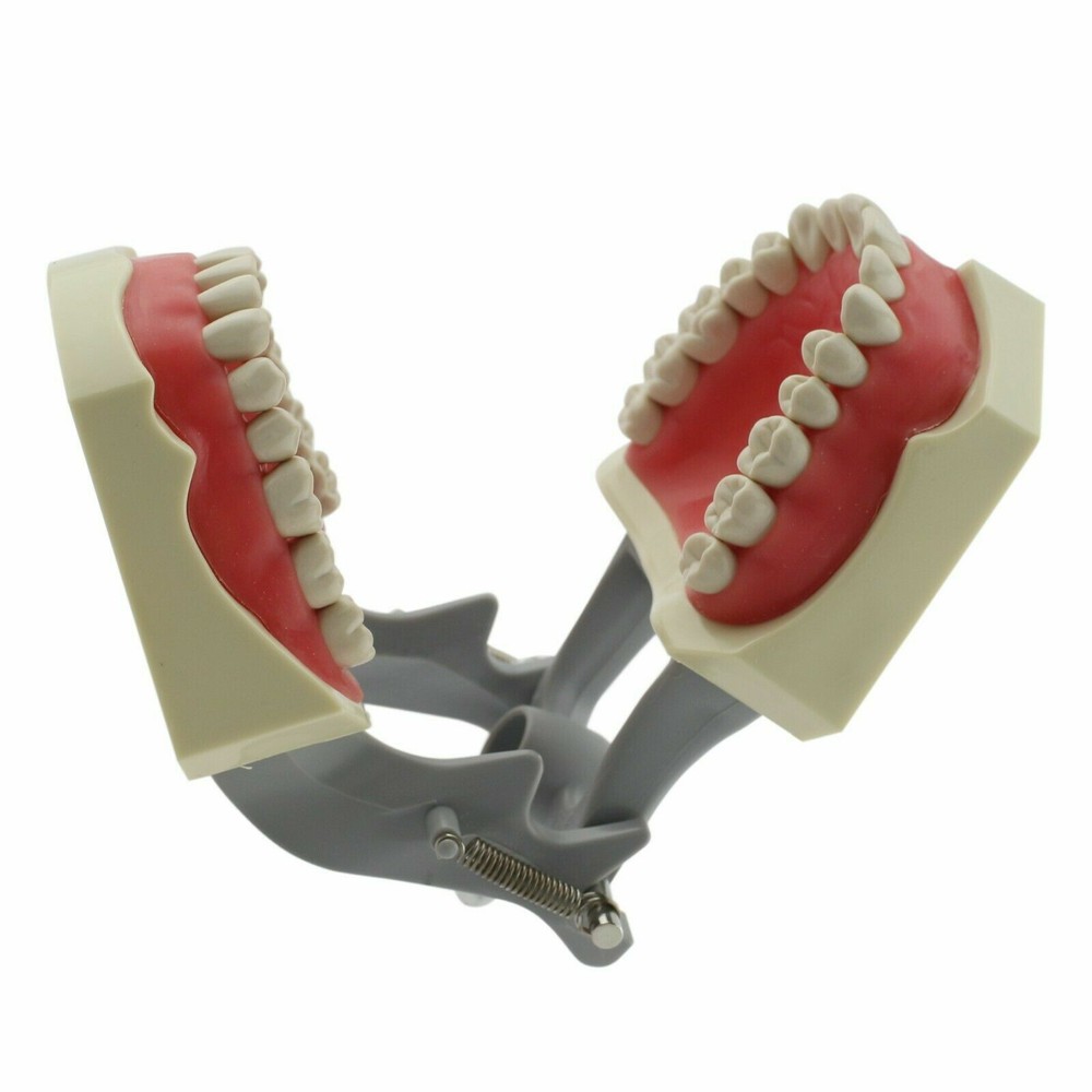 Columbia Dentoform Dental Typodont Model 32pcs Removable Teeth Soft Gingiva