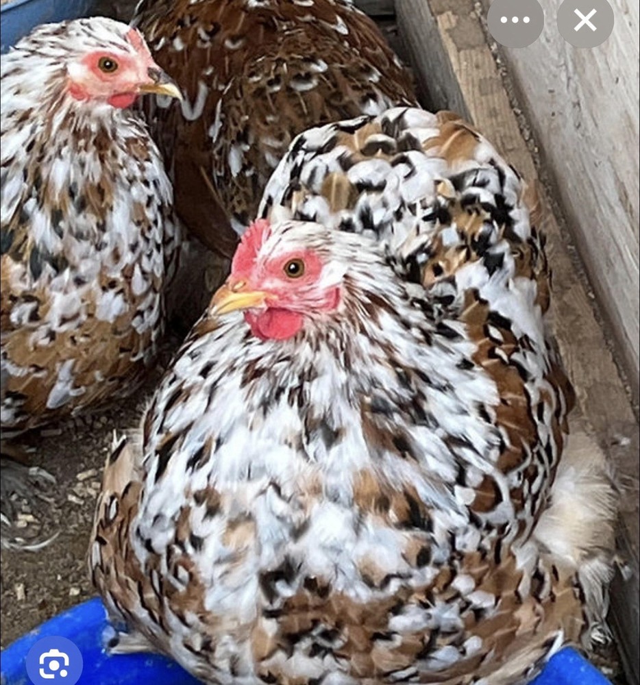 Mille Fleur Calico Bantam Hatching Eggs