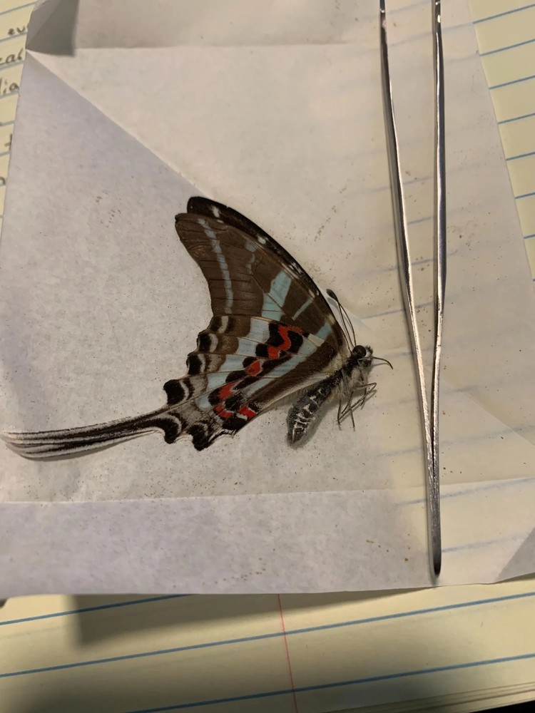 unmounted Graphium rhesus