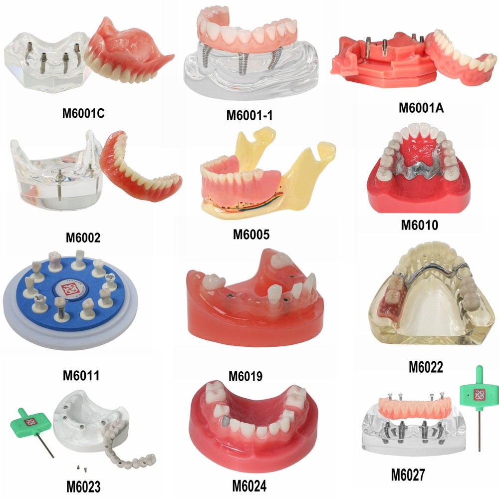 Dental Multi Typodont Teeth Model for Implant Pathological Restoration Practice
