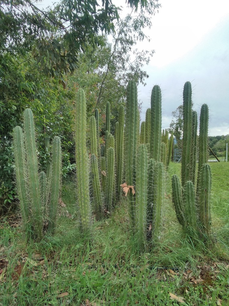 Echinopsis per. (Peruvian Torch) Cactus 12" Fresh Cut Tip or Mid 2-4"