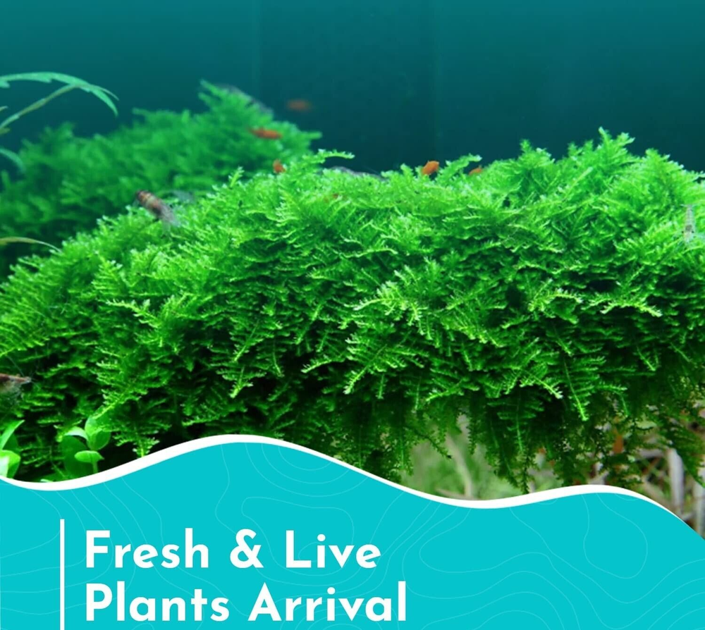 Java Moss Taxiphyllum Barbieri Easy Live Aquarium Plant