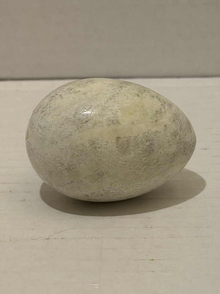 Stone White With Gray Marbling Egg
