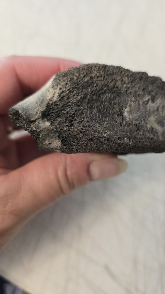 Fossilized Mosasaurus? Vertebra? Reptile Bone? Dinosaur? Real? Replica? READ