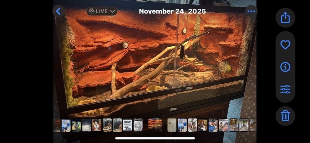 Custom Austrian Lizard Backgrounds many different sizedifferent sizes available.