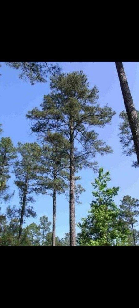 100 Containerized Loblolly Pine Seedlings (NOT BARE ROOT) Pinus Taeda