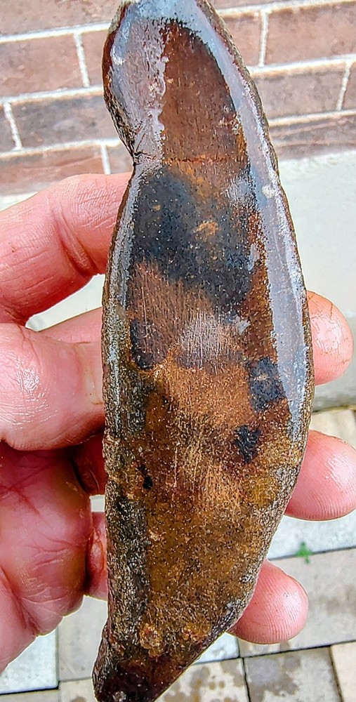 Utah Dinosaur Bone Fossil -