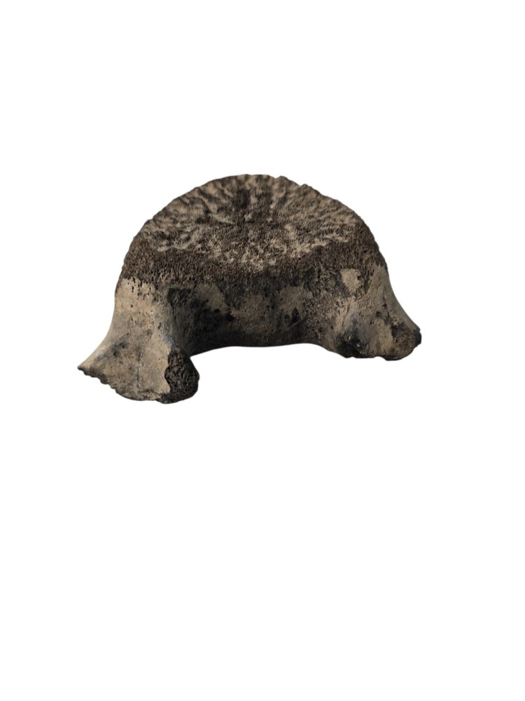 Fossilized Mosasaurus? Vertebra? Reptile Bone? Dinosaur? Real? Replica? READ