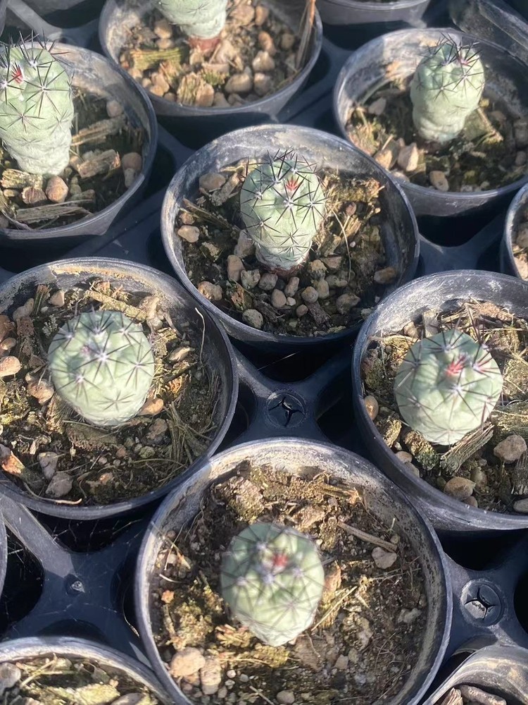 2PCS RareSucculent Plant Ortegocactus macdougllii Cactus Selfroot 1.5-2CM