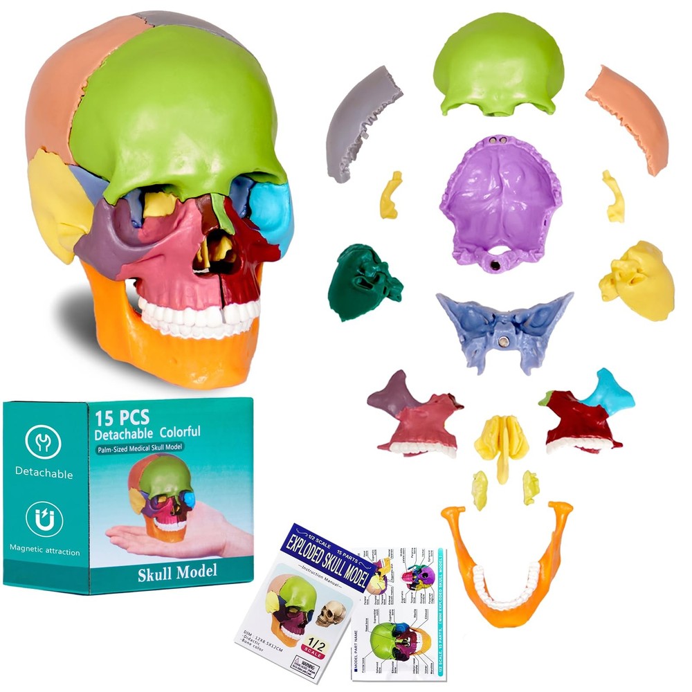 15-Part Colorful Small Skull Model, Model
