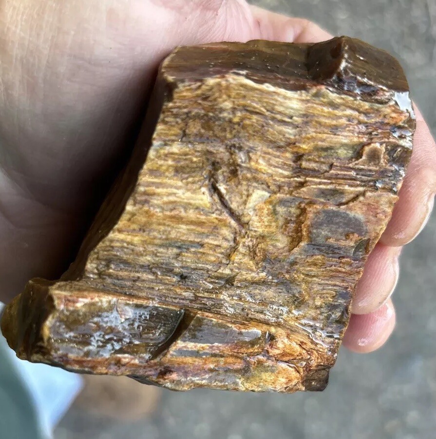 Silver Creek Junction petrified wood