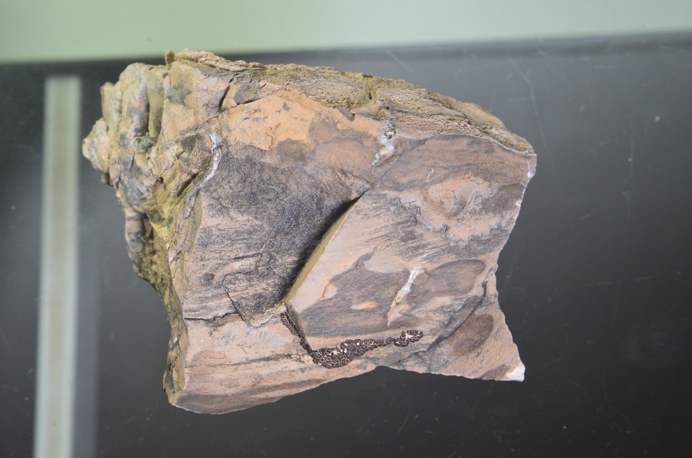 Utah Petrified Wood