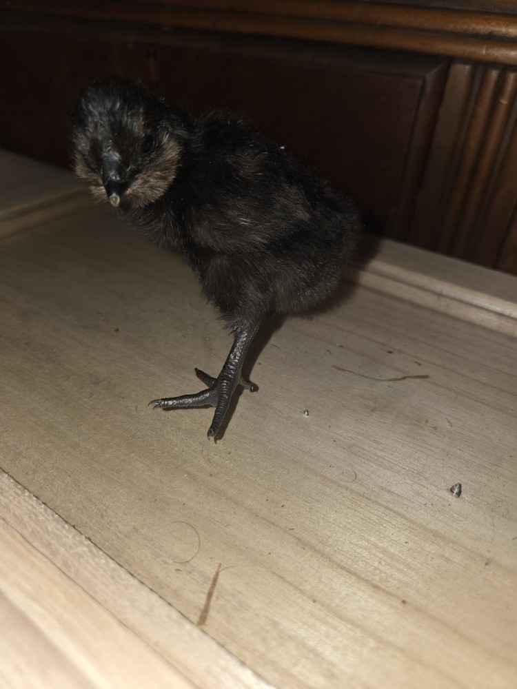 6+ Fertilized Ameraucana Chicken Eggs