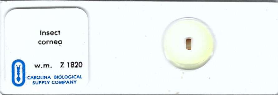 Insect Cornea Microscope Slide