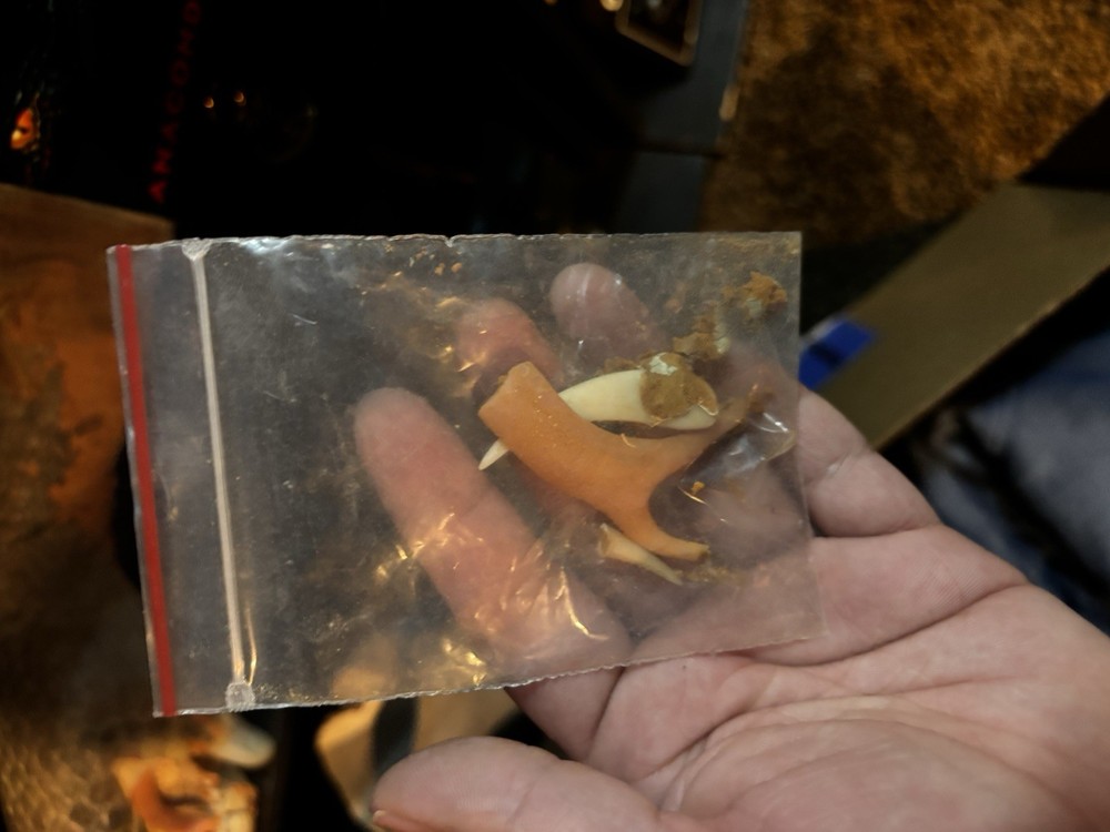 Anaconda 1997 Prototype snake Puppet With COA - check Pictures