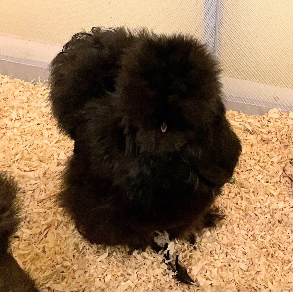 6 quality Silkie Hatching Eggs