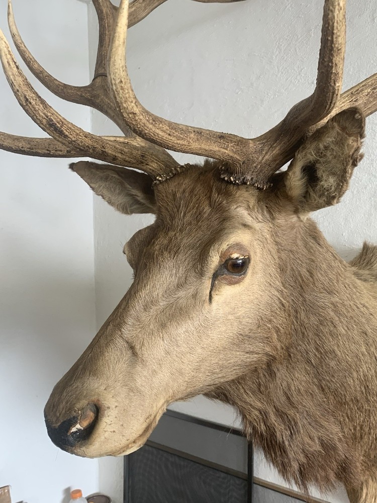 Teddy D Roosevelt Taxidermy Deer Mount