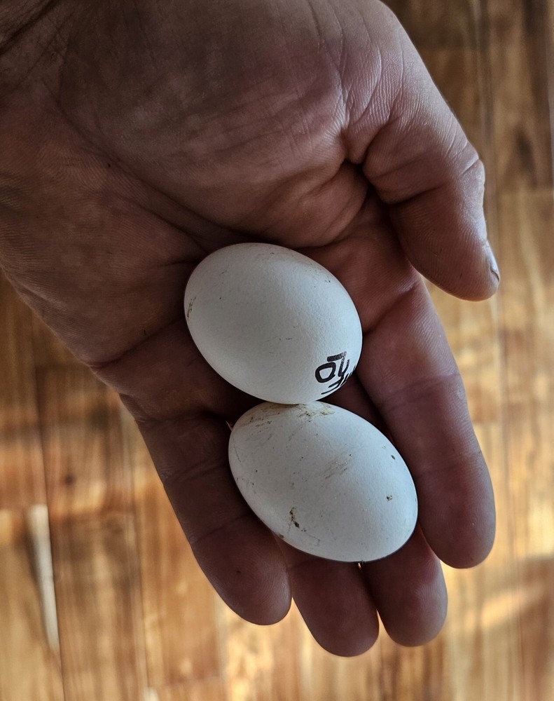 4 Mille Fleur D'Uccle Bantam Hatching Eggs