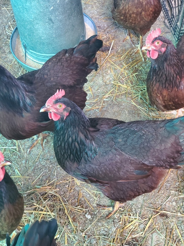 12 Exhibition Rhode Island Red Hatching Eggs