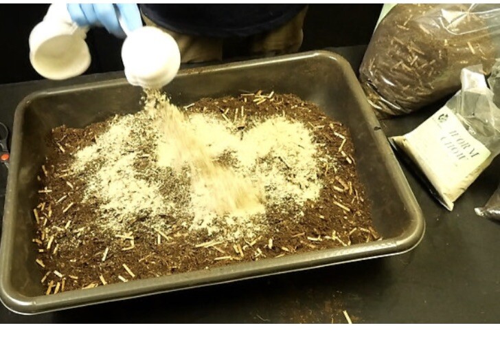 Worms Bedding Kit Super Special Formula 100% Organic + 8” Soil Thermometer.