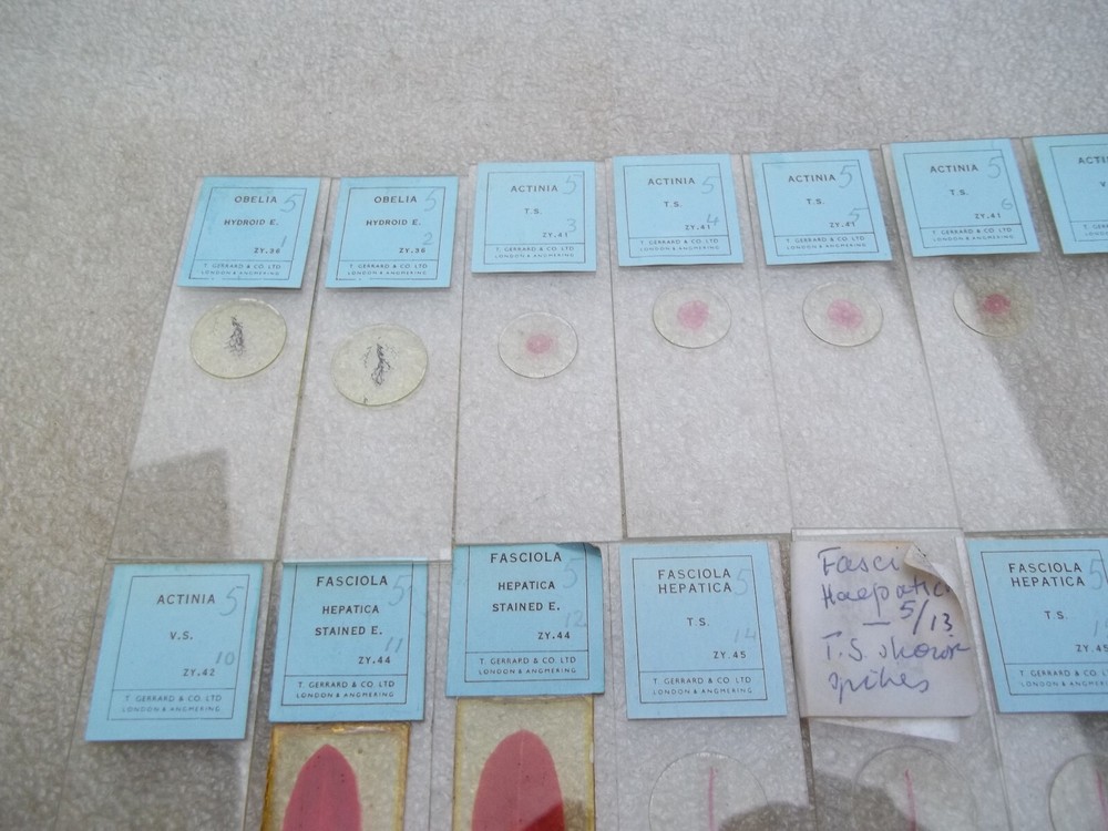 Vintage Glass Microscope Slides -