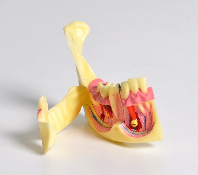 Dental Mandibular Tissue Teeth Anatomical Model Patient Teach Study Model