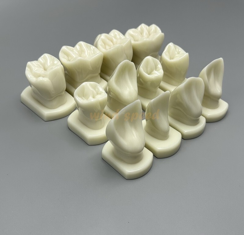 Dental Teeth Form Models OrthodonticTypodont Model For Lab Teaching Tooth Study