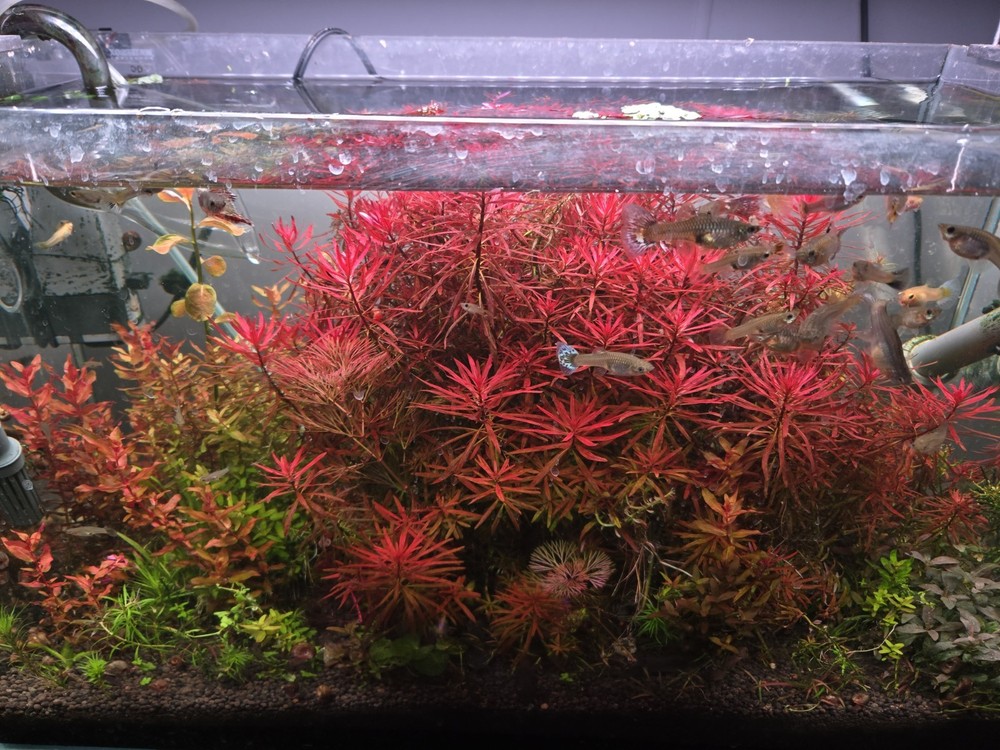 Aquatic Plant Pack 25 Stems
