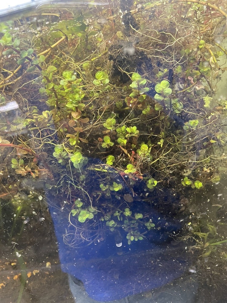 Bacopa Yellow Flame