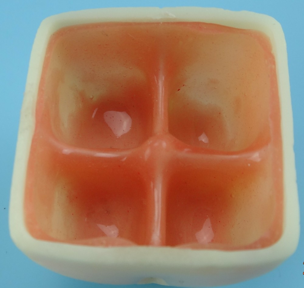Maxillary Sinus Lift Practice Model Dental Training Dentistry Education Handmade