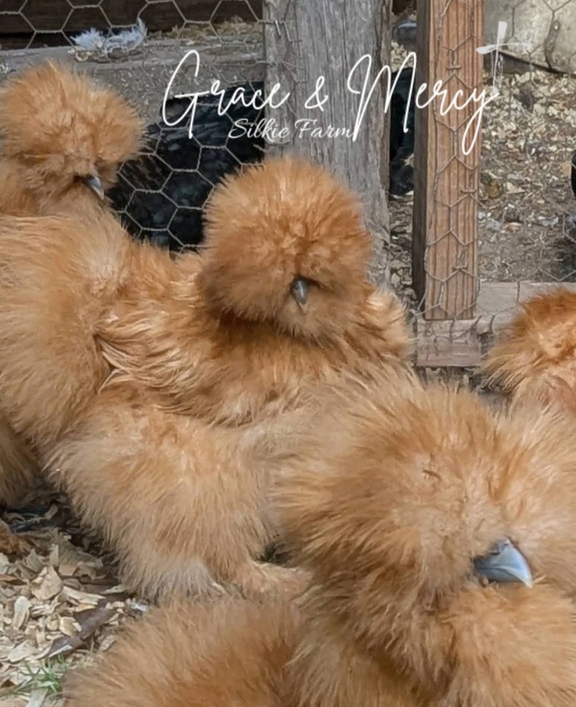 12+ Quality Buff Silkie Eggs NPIP